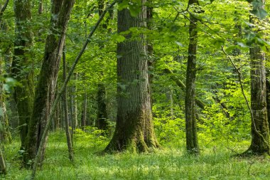 Yazın eski yaprak döken ağaçlar ön planda hornbeam ağacı, Bialowieza Ormanı, Polonya, Avrupa
