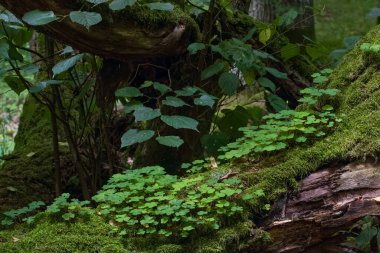 Yosun sarılı hornkirişleri biraz kuş sürüsü, Bialowieza Ormanı, Polonya, Avrupa