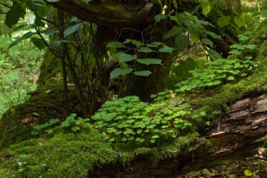 Yosun sarılı hornkirişleri biraz kuş sürüsü, Bialowieza Ormanı, Polonya, Avrupa