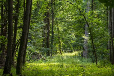 Toprak yol yaz ormanı güneşte, Bialowieza Ormanı, Polonya, Avrupa