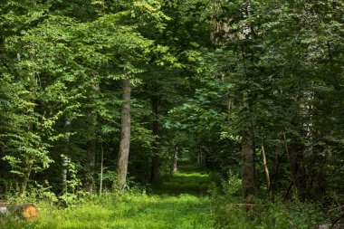 Toprak yol yaz ormanı güneşte, Bialowieza Ormanı, Polonya, Avrupa