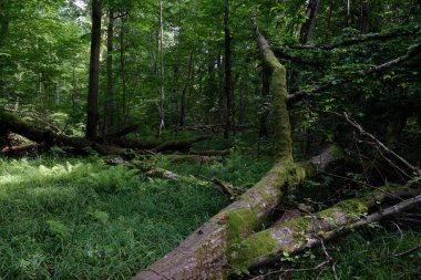 Yosun, kırık fasulyenin bir kısmını gençlerin önünde sarmış, Bialowieza Ormanı, Polonya, Avrupa