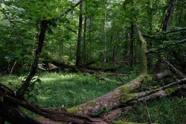 Yosun, kırık fasulyenin bir kısmını gençlerin önünde sarmış, Bialowieza Ormanı, Polonya, Avrupa