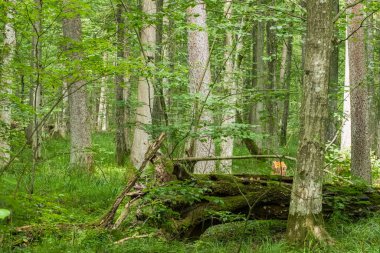 Yazın eski yaprak döken ağaçlar ön planda hornbeam ağacı, Bialowieza Ormanı, Polonya, Avrupa