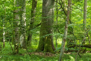 Yazın eski yaprak döken ağaçlar ön planda hornbeam ağacı, Bialowieza Ormanı, Polonya, Avrupa
