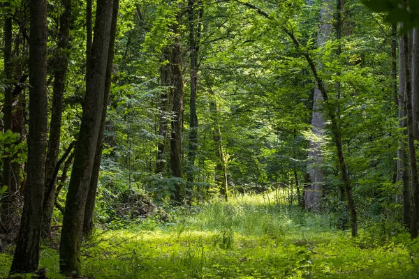Toprak yol yaz ormanı güneşte, Bialowieza Ormanı, Polonya, Avrupa