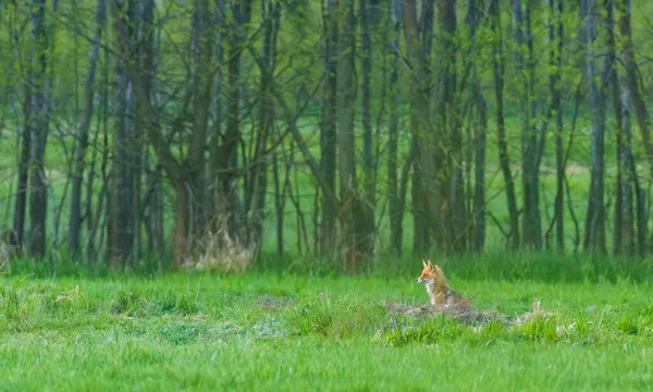 Red Fox Vulpes Vulpes Menonton Berdiri Padang Rumput Berumput Podlaskie — Stok Foto