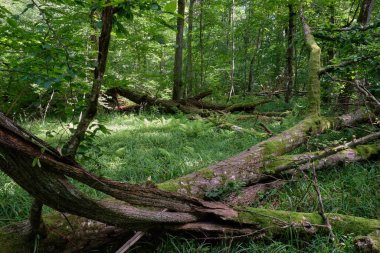 Yosun, kırık fasulyenin bir kısmını gençlerin önünde sarmış, Bialowieza Ormanı, Polonya, Avrupa