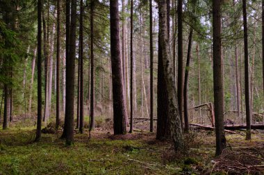 Arka planda yosun ve kırık ağaçlarla sonbahar yapraklı ağaç standı, Bialowieza Ormanı, Polonya, Avrupa
