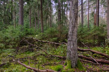 Arka planda yosun ve kırık ağaçlarla sonbahar yapraklı ağaç standı, Bialowieza Ormanı, Polonya, Avrupa