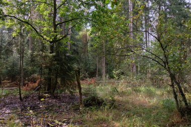 Arka planda yosun ve kırık ağaçlarla sonbahar yapraklı ağaç standı, Bialowieza Ormanı, Polonya, Avrupa