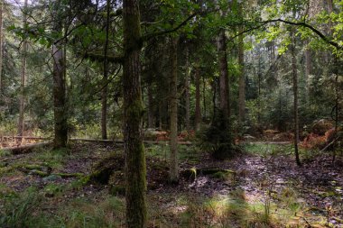 Arka planda yosun ve kırık ağaçlarla sonbahar yapraklı ağaç standı, Bialowieza Ormanı, Polonya, Avrupa