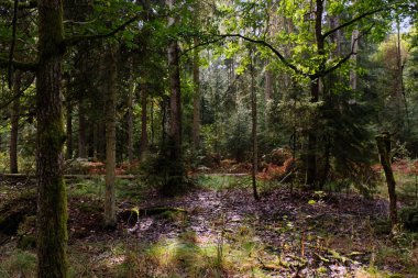 Arka planda yosun ve kırık ağaçlarla sonbahar yapraklı ağaç standı, Bialowieza Ormanı, Polonya, Avrupa