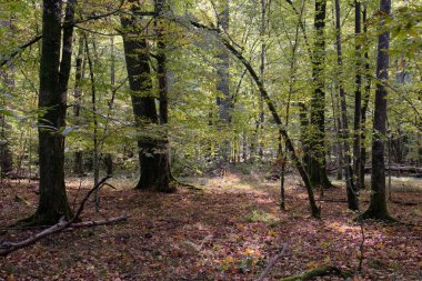 Sabahları eski ağaç gövdesi, Bialowieza Ormanı, Polonya ve Avrupa 'da sonbahar yaprak döküntüleri duruyor.