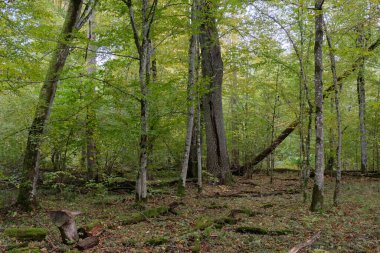 Sabahları eski ağaç gövdesi, Bialowieza Ormanı, Polonya ve Avrupa 'da sonbahar yaprak döküntüleri duruyor.