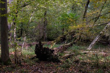 Sonbahar yaprak döken tezgah sabah eski boynuz direği ön planda, Bialowieza Ormanı, Polonya, Avrupa