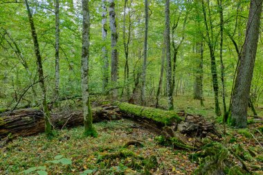 Sonbahar yaprak döken tezgah sabah eski boynuz direği ön planda, Bialowieza Ormanı, Polonya, Avrupa