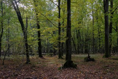 Sonbaharda korna ve meşe ağaçlarıyla enkaz tezgahı, Bialowieza Ormanı, Polonya, Avrupa