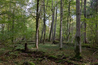 Sabahları eski ağaç gövdesi, Bialowieza Ormanı, Polonya ve Avrupa 'da sonbahar yaprak döküntüleri duruyor.