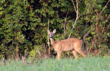 Tüylü ağaç, Podlaskie Voivodeship, Polonya ve Avrupa 'ya karşı yaz mevsiminde çayırda Roe-deer (Capreolus capreolus)