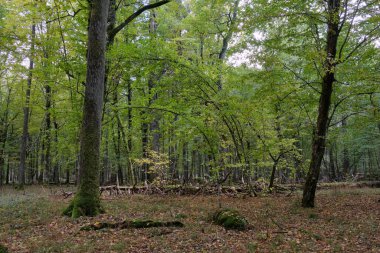 Sonbaharda korna ve meşe ağaçlarıyla enkaz tezgahı, Bialowieza Ormanı, Polonya, Avrupa