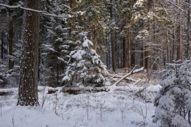 Önünde yaşlı çam ağacı olan karlı kozalaklı ağaç standının kış manzarası, Bialowieza Ormanı, Polonya, Avrupa