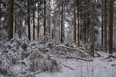 Önünde yaşlı çam ağacı olan karlı kozalaklı ağaç standının kış manzarası, Bialowieza Ormanı, Polonya, Avrupa