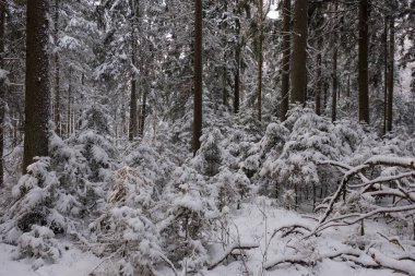 Önünde yaşlı çam ağacı olan karlı kozalaklı ağaç standının kış manzarası, Bialowieza Ormanı, Polonya, Avrupa