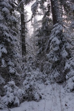 Önünde yaşlı çam ağacı olan karlı kozalaklı ağaç standının kış manzarası, Bialowieza Ormanı, Polonya, Avrupa