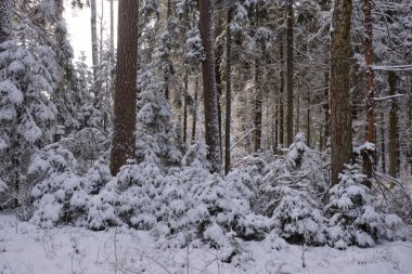 Önünde yaşlı çam ağacı olan karlı kozalaklı ağaç standının kış manzarası, Bialowieza Ormanı, Polonya, Avrupa