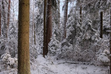 Önünde yaşlı çam ağacı olan karlı kozalaklı ağaç standının kış manzarası, Bialowieza Ormanı, Polonya, Avrupa