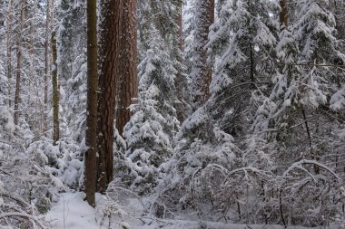 Önünde çam ağaçları, Bialowieza Ormanı, Polonya ve Avrupa olan karlı kozalaklı ağaç standlarının kış manzarası