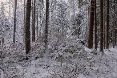Önünde çam ağaçları, Bialowieza Ormanı, Polonya ve Avrupa olan karlı kozalaklı ağaç standlarının kış manzarası