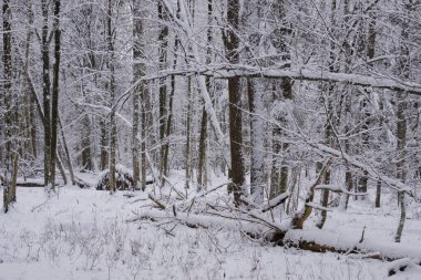 Önünde çam ağaçları, Bialowieza Ormanı, Polonya ve Avrupa olan karlı yaprak döken ağaçların kış manzarası