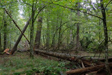 Sonbahar yaprak döken tezgah sabah eski boynuz direği ön planda, Bialowieza Ormanı, Polonya, Avrupa