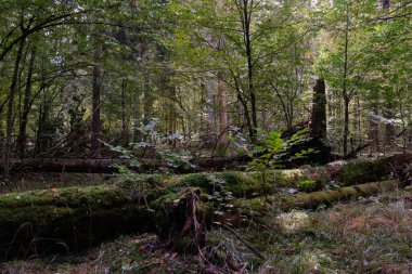 Eski ve büyük Norveç ladini (Picea abies) sonbaharda arka planda kütükle kırılmış, Bialowieza Ormanı, Polonya, Avrupa