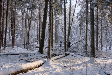 Önünde çam ağaçları, Bialowieza Ormanı, Polonya ve Avrupa olan karlı kozalaklı ağaç standlarının kış manzarası