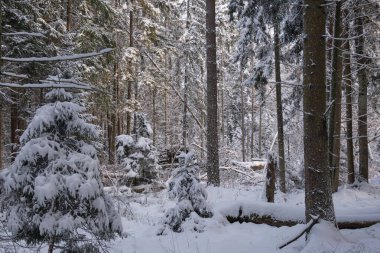 Önünde yaşlı çam ağacı olan karlı kozalaklı ağaç standının kış manzarası, Bialowieza Ormanı, Polonya, Avrupa