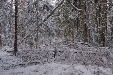 Önünde yaşlı çam ağacı olan karlı kozalaklı ağaç standının kış manzarası, Bialowieza Ormanı, Polonya, Avrupa