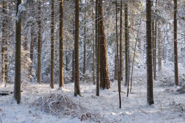 Önünde yaşlı çam ağacı olan karlı kozalaklı ağaç standının kış manzarası, Bialowieza Ormanı, Polonya, Avrupa