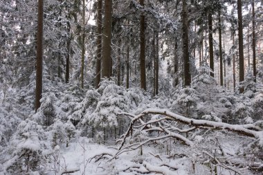 Önünde yaşlı çam ağacı olan karlı kozalaklı ağaç standının kış manzarası, Bialowieza Ormanı, Polonya, Avrupa