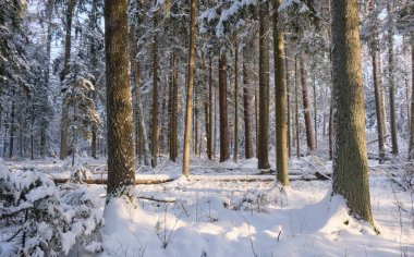 Önünde yaşlı çam ağacı olan karlı kozalaklı ağaç standının kış manzarası, Bialowieza Ormanı, Polonya, Avrupa