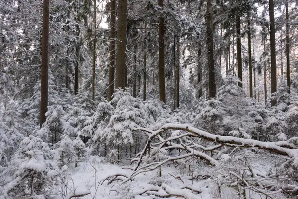 Wintertime landscape of snowy coniferous tree stand with old pine tree in foreground, Bialowieza Forest, Poland, Europe