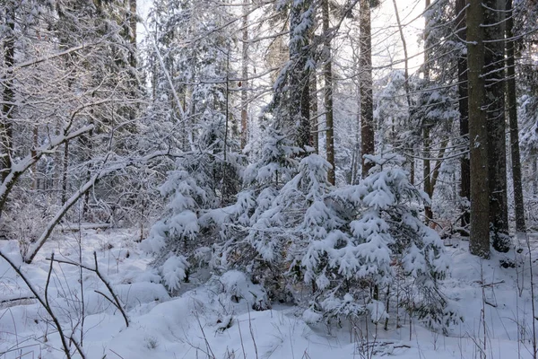 Önünde yaşlı çam ağacı olan karlı kozalaklı ağaç standının kış manzarası, Bialowieza Ormanı, Polonya, Avrupa