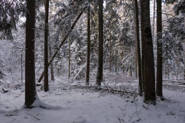 Önünde yaşlı çam ağacı olan karlı kozalaklı ağaç standının kış manzarası, Bialowieza Ormanı, Polonya, Avrupa