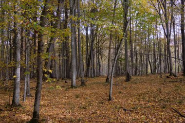 Yaprak döken ormanlarda sonbahar öğle vakti etrafta yaşlı meşe ağaçları, Bialowieza Ormanı, Polonya, Avrupa