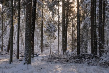 Önünde yaşlı çam ağacı olan karlı kozalaklı ağaç standının kış manzarası, Bialowieza Ormanı, Polonya, Avrupa