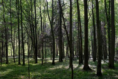 Bahar zamanı yaprak döken ağaçlar gün batımında meşe ve korna ışıklarıyla, Bialowieza Ormanı, Polonya, Avrupa