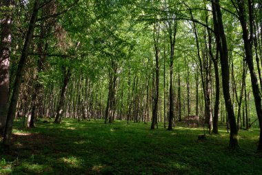 Bahar zamanı yaprak döken ağaçlar gün batımında meşe ve korna ışıklarıyla, Bialowieza Ormanı, Polonya, Avrupa