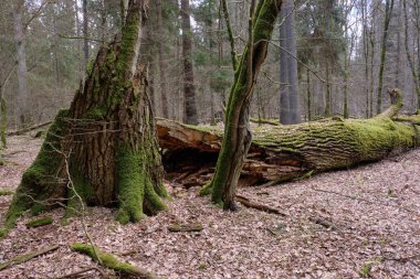 Bahar zamanı kısmen azalmış meşe ağacı, gün ortası güneşi, genç çam ağaçları, Bialowieza Ormanı, Polonya, Avrupa
